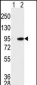 MAK Antibody (C-term)
